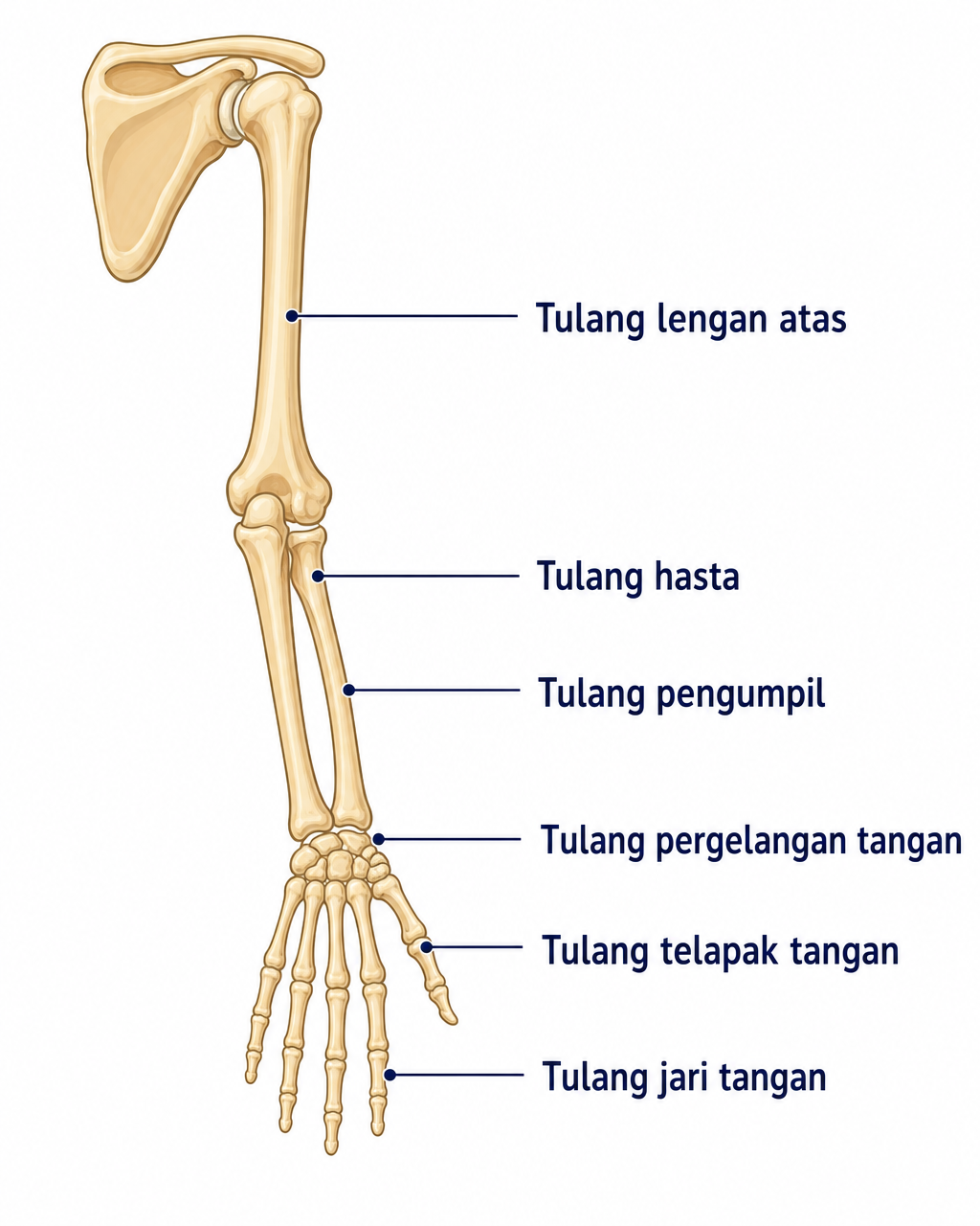 Diagram Anggota Gerak Atas dengan label tulang